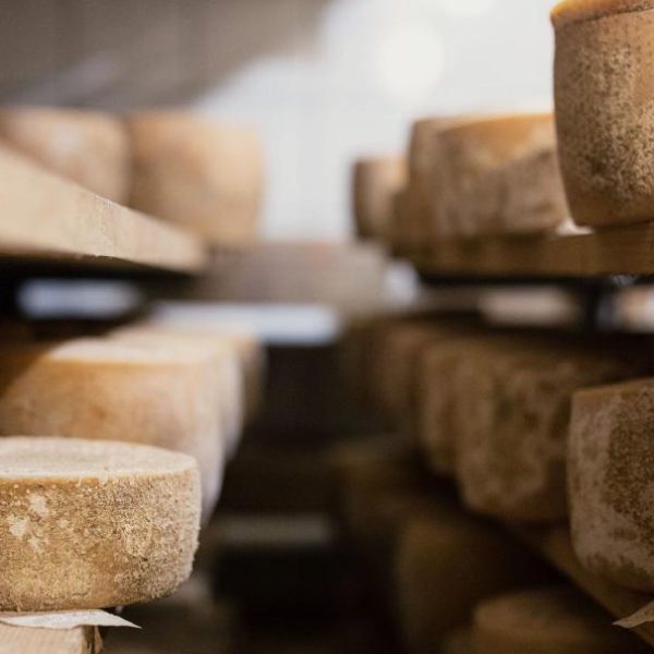 Pecorino Cheese Making Demonstration