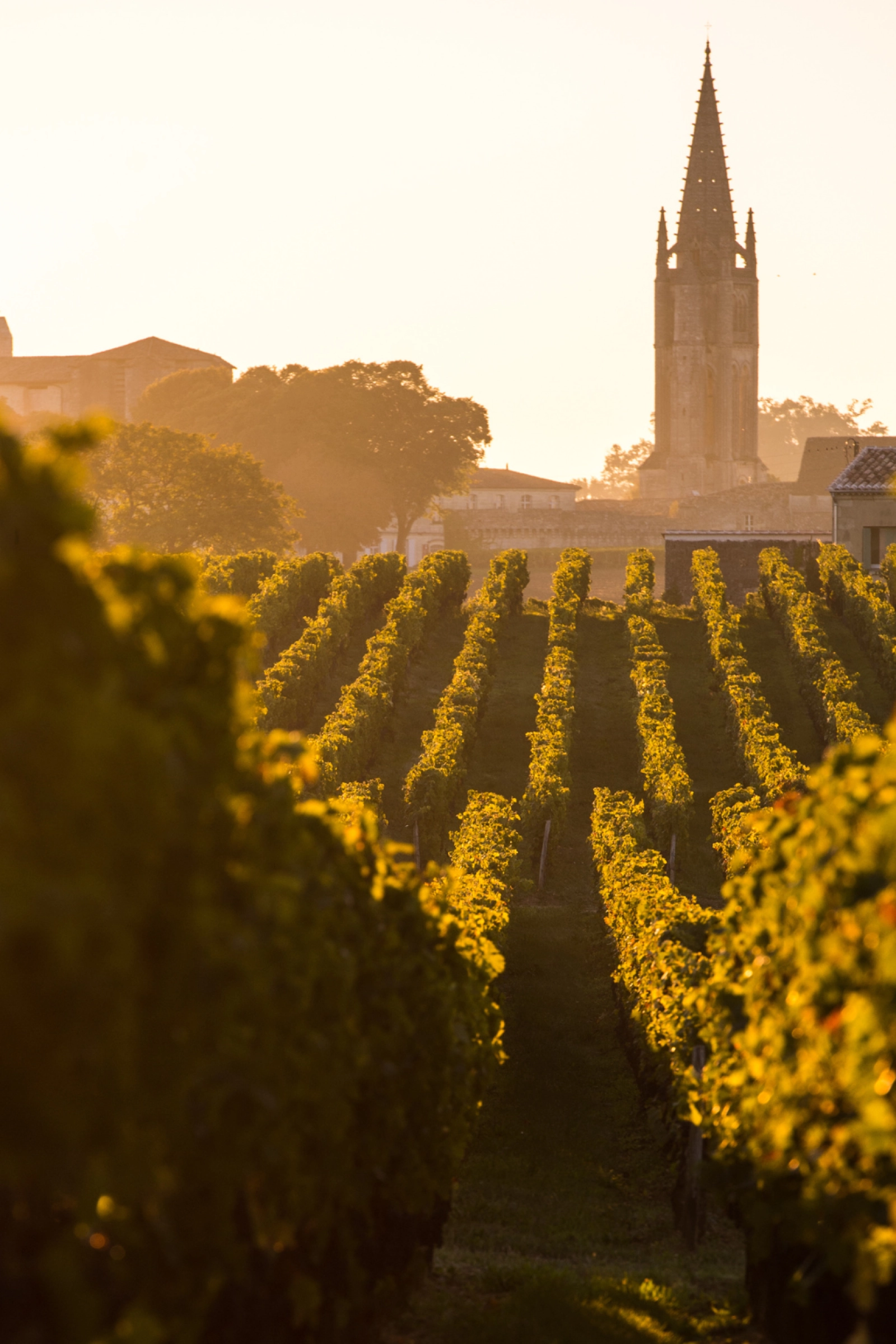 Golden-hour vineyard rows in Bordeaux leading toward a Gothic church spire in Saint-Émilion, evoking the region’s heritage and Grand Cru legacy.