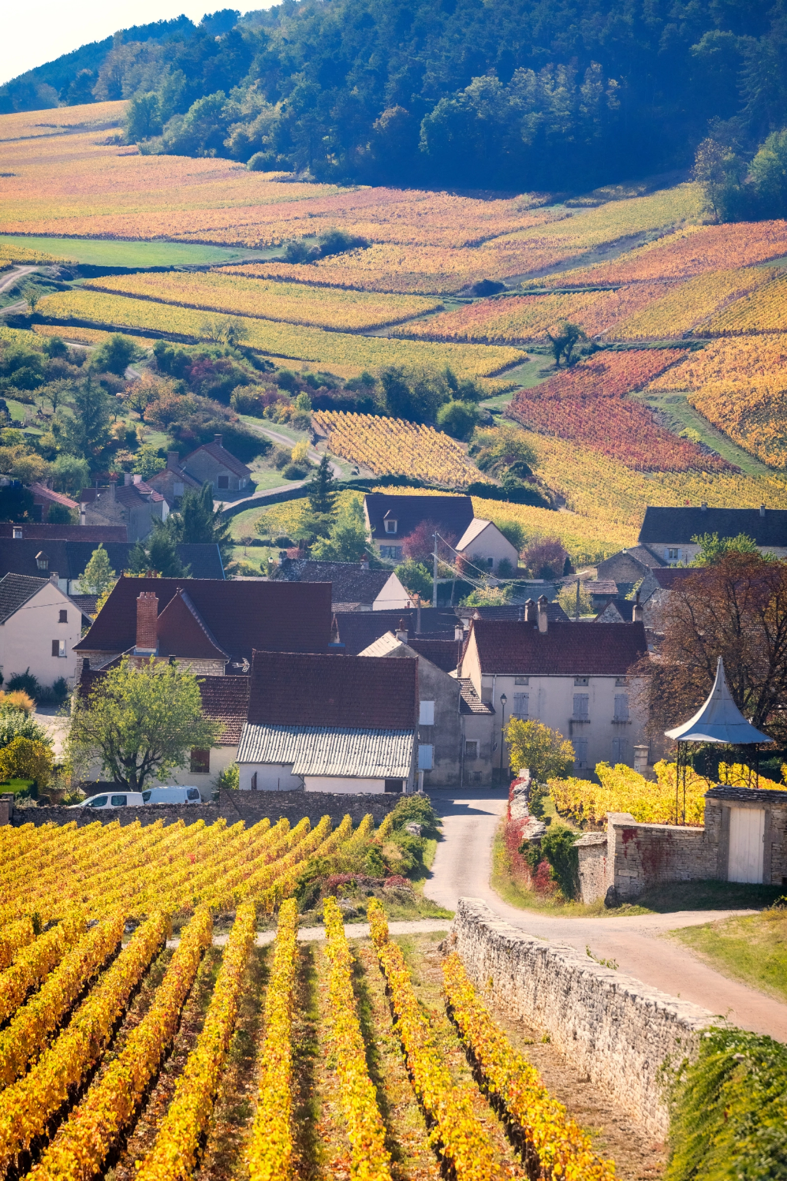 Autumn vineyards in Burgundy with golden and rust-colored rows wrapping around a traditional wine village, reflecting the region’s terroir and seasonal beauty.