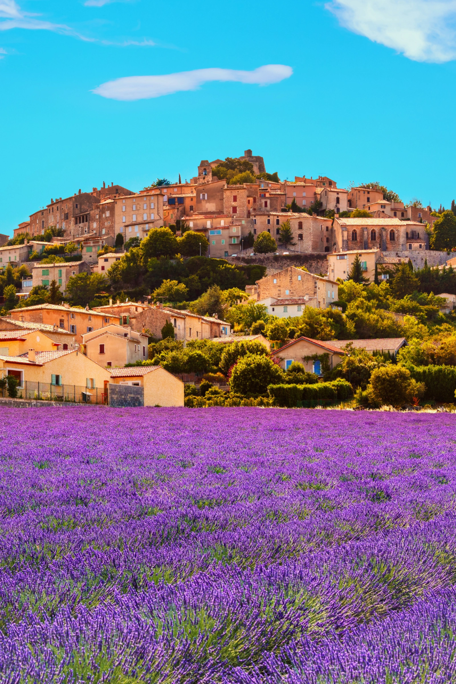 A vibrant lavender field in full bloom at the foot of a hilltop village in Provence, capturing the region’s sensory richness and Mediterranean charm.