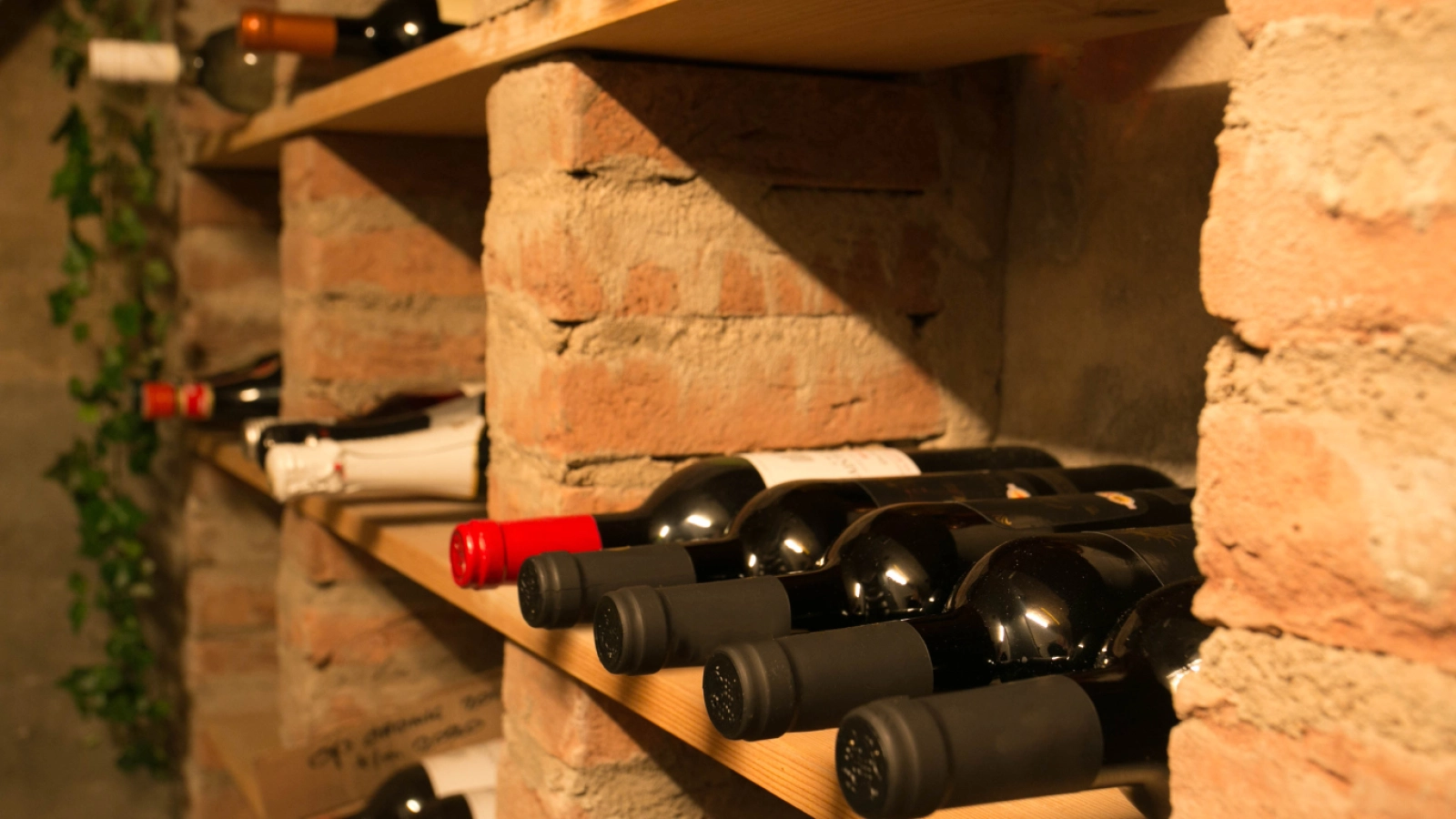 Wine Collectors Cellar