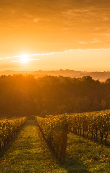 Beautiful sunset over the vineyard