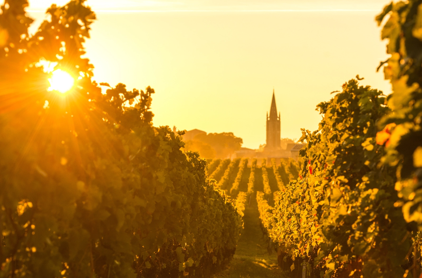 Golden autumn sunlight filters through Bordeaux vineyards near Saint-Émilion, with a church spire rising in the distance and rows of ripening vines glowing with harvest warmth.