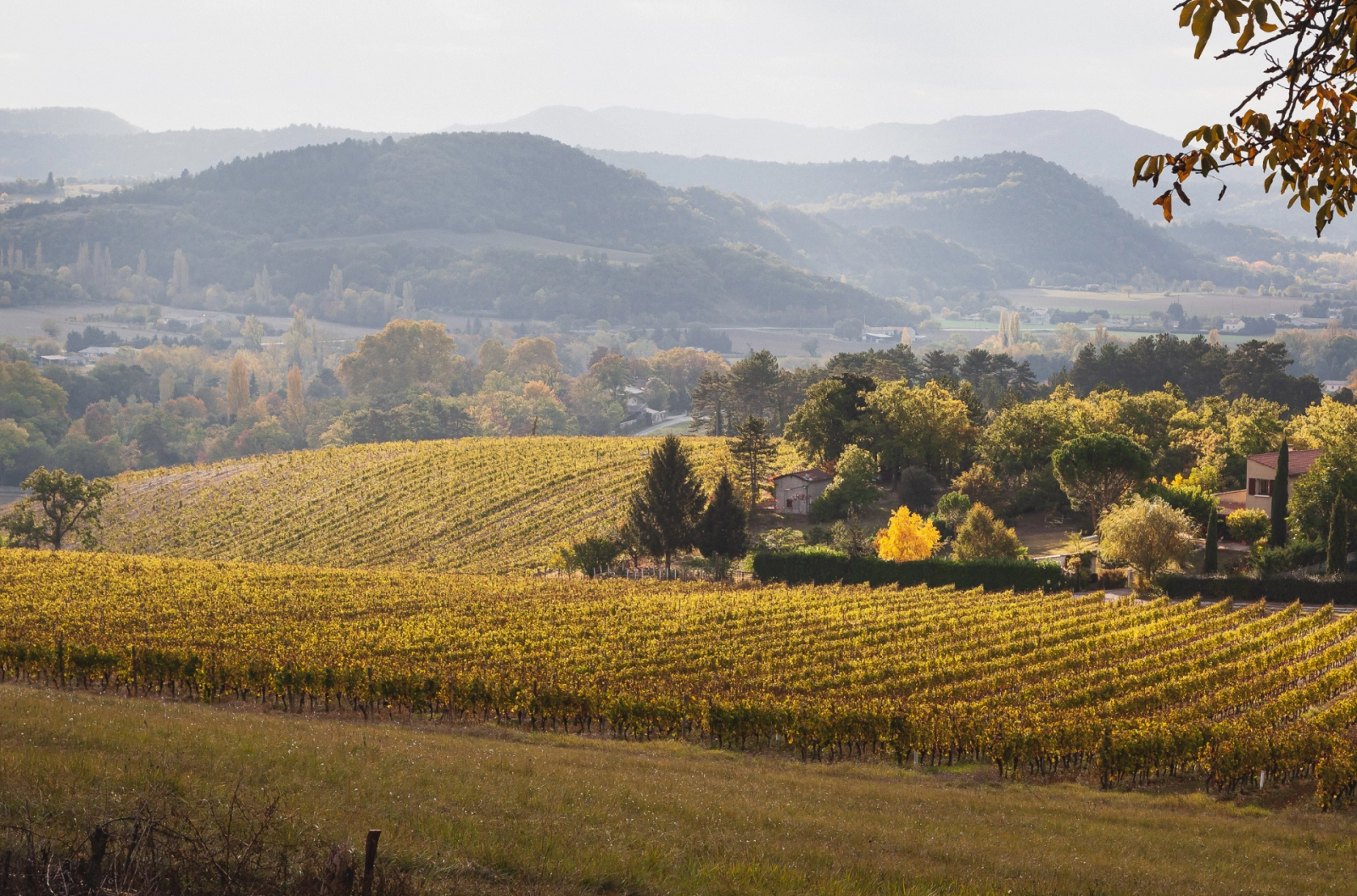 Golden vineyards in Drôme Provençale during autumn – a quiet, under-the-radar region perfect for wine touring and slow travel in the spirit of Provence.